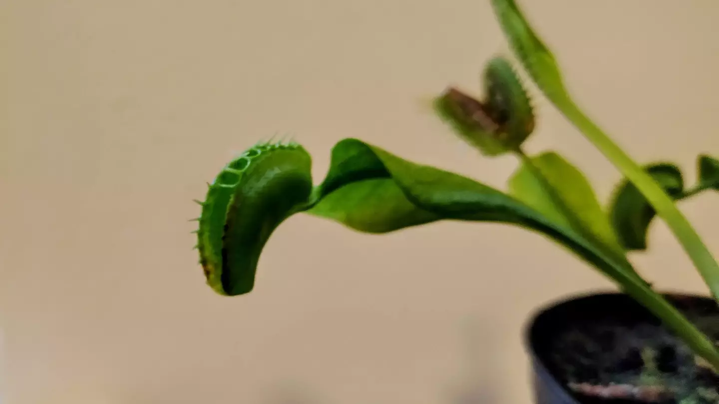 The Venus fly trap waiting for lunch