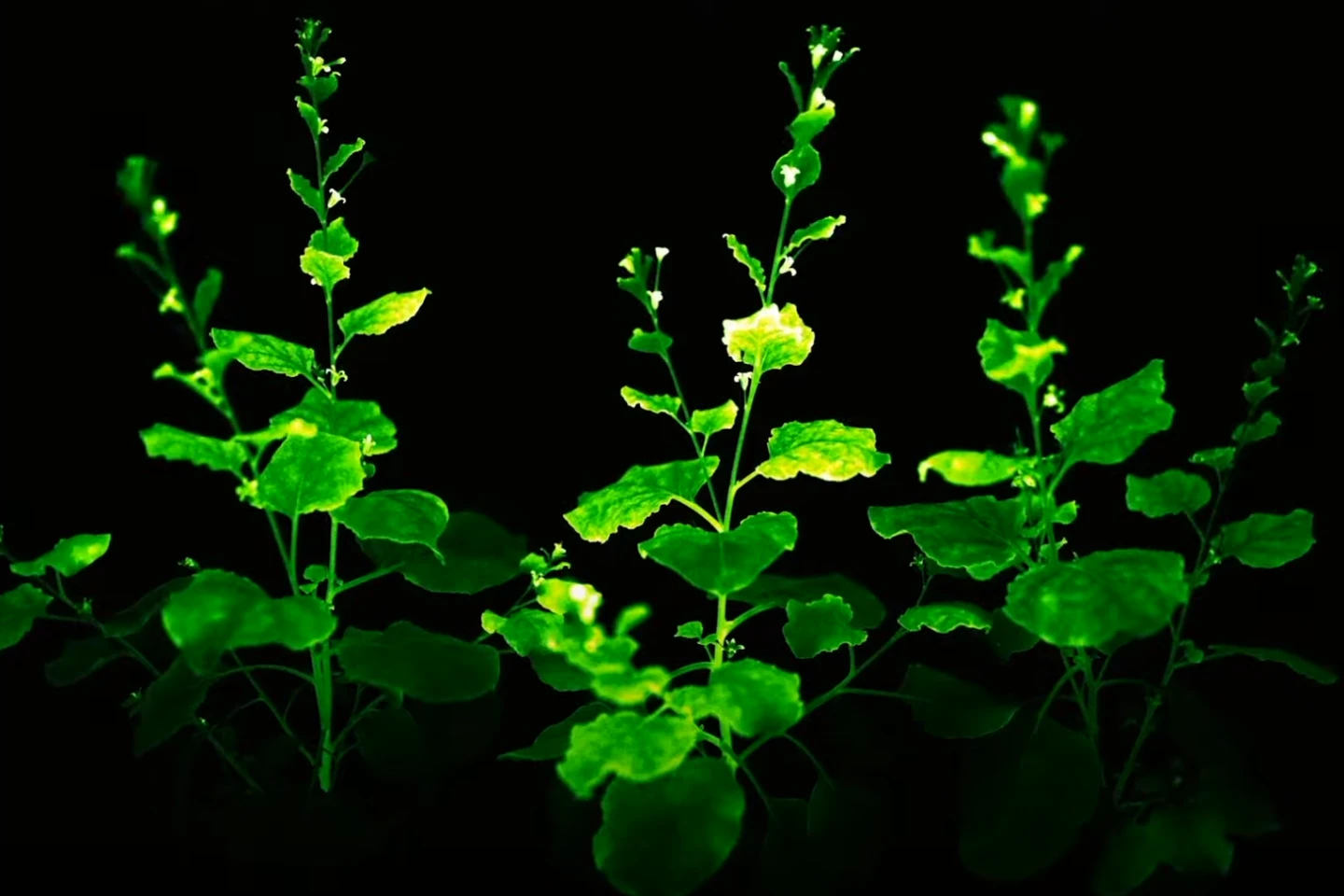 USDA approves stunning bioluminescent