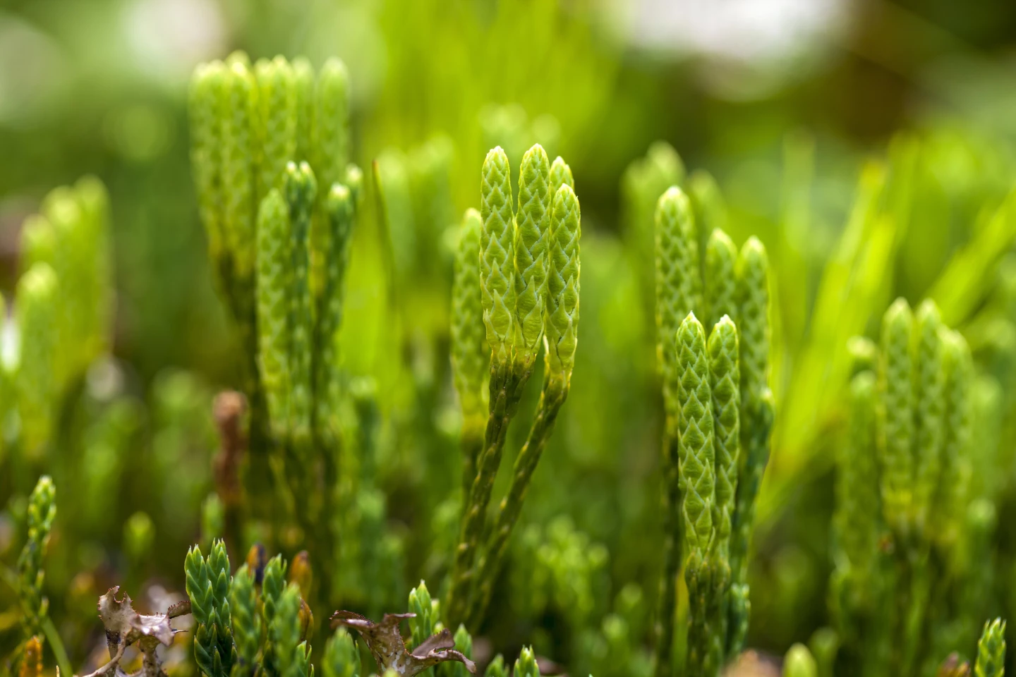 Stag's horn clubmoss produces and releases spores as part of its reproductive cycle