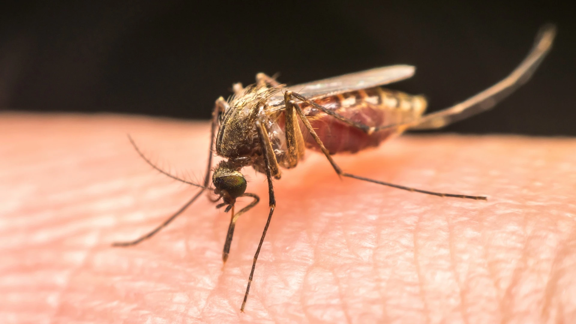 It's hoped a new saliva test that offers early detection of malaria will reach the market within the next year or two