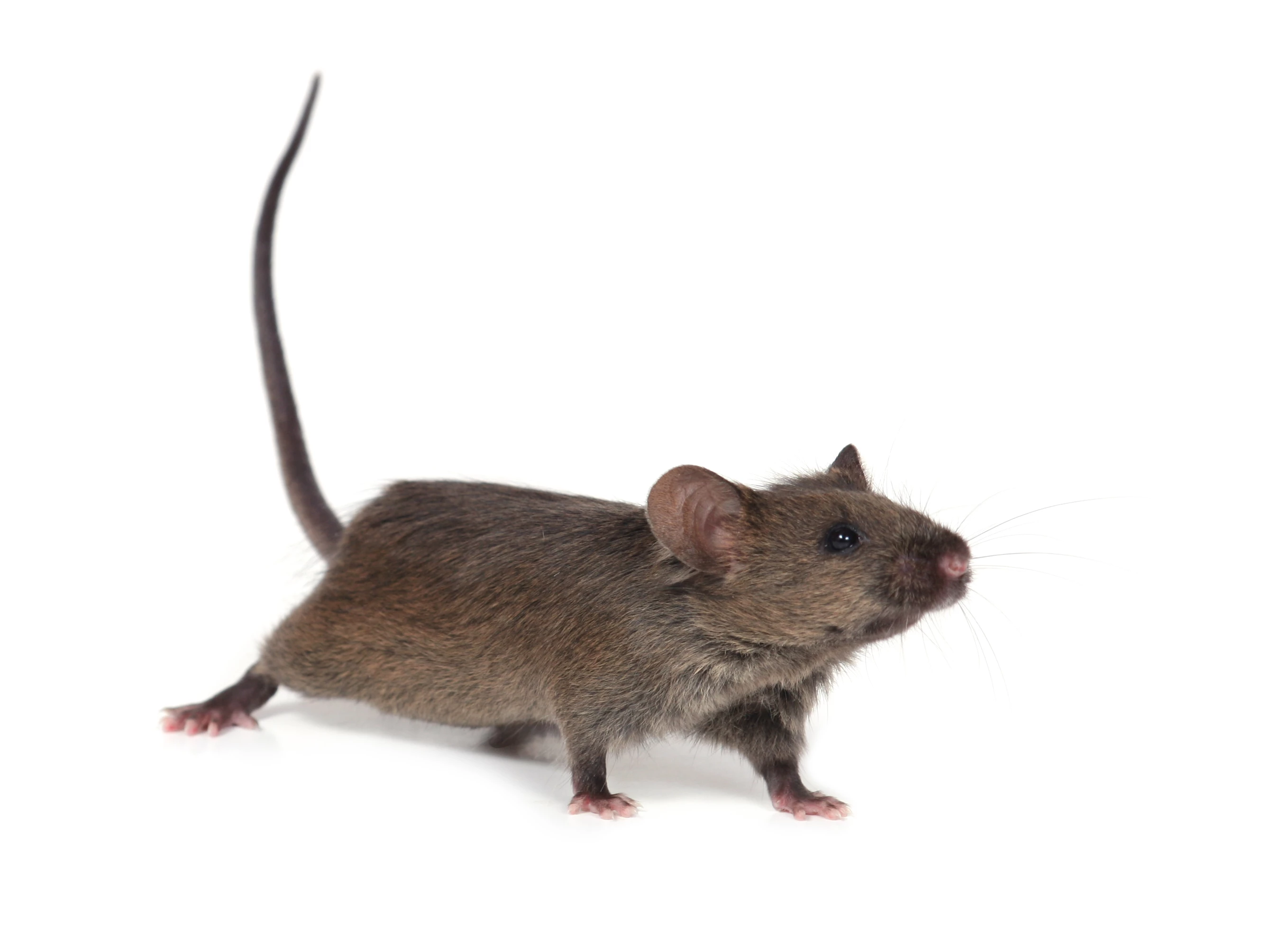 HIH researchers have found that suppressing the expression of a single gene in mice extends their average lifespan by about 20 percent (Photo: Shutterstock)