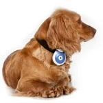 Pet's Eye View Camera