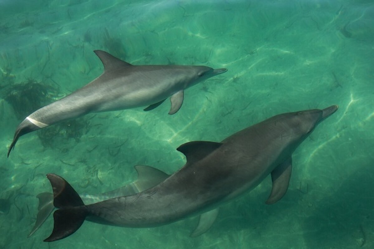A new study on dolphins has uncovered the first quantitative evidence of horizontal transmission of a foraging tactic in toothed whales