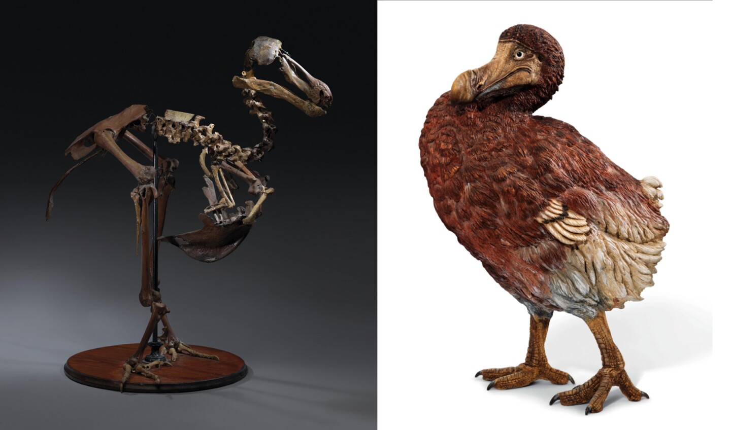 The only complete Dodo skeleton to have been assembled in the 19th century sold for $623,702 at Christie's