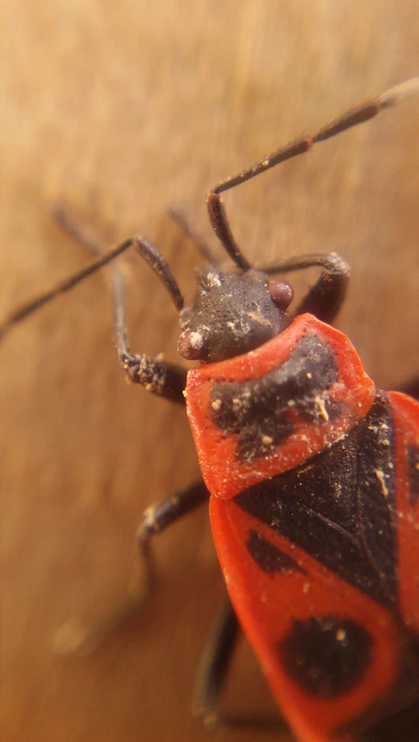 The optimal distance from a specimen at which the Macro lens works is about 0.5 in (13 mm), while for the Micro lens it is about 0.25 in (6.4 mm)