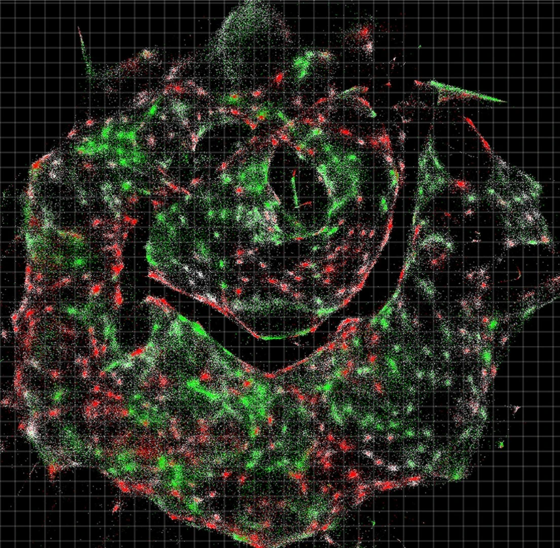 A visualization of the data for cell populations in a sample, provided by DNA microscopy