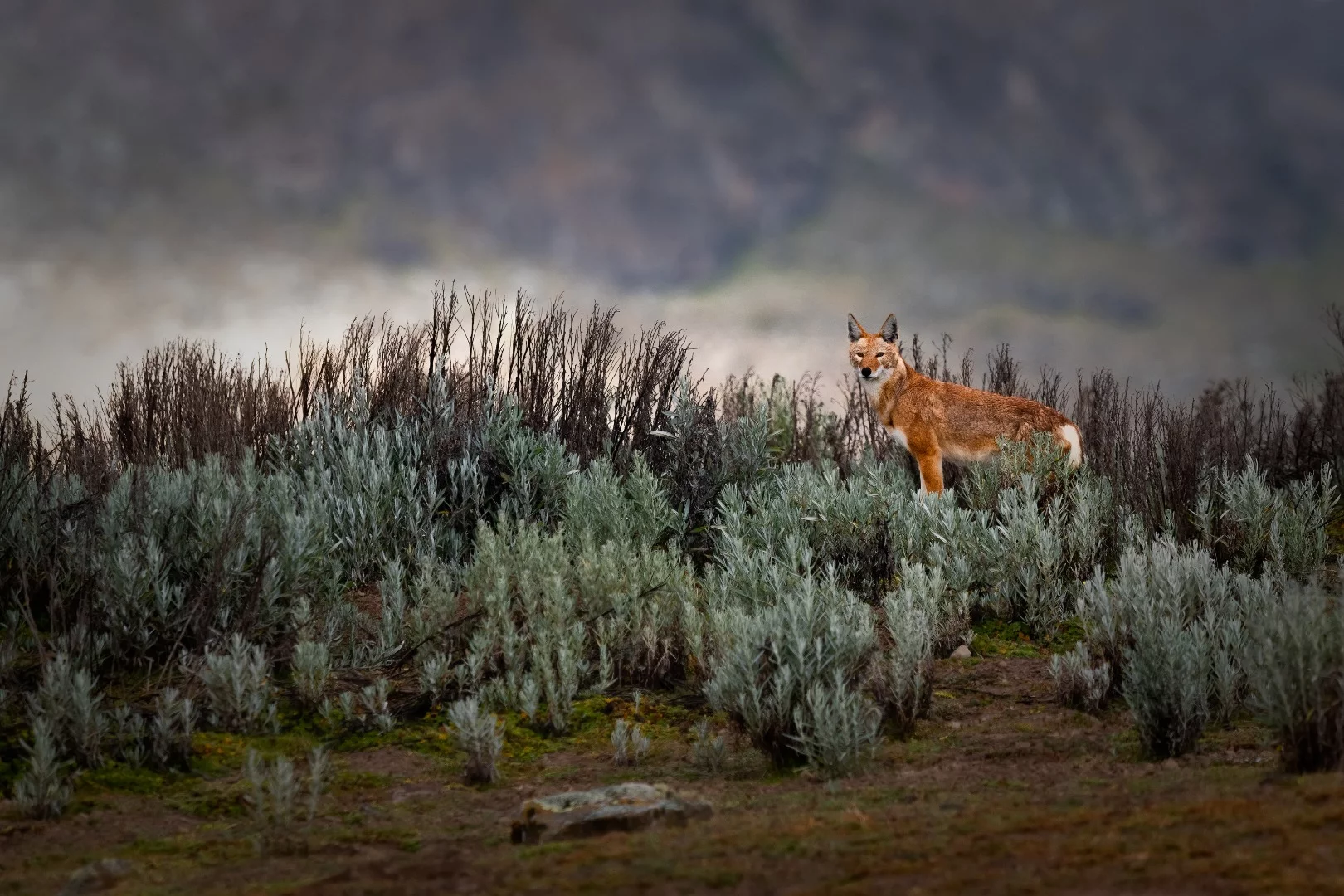 An Ethiopian wolf, one of the rarest animals in the world