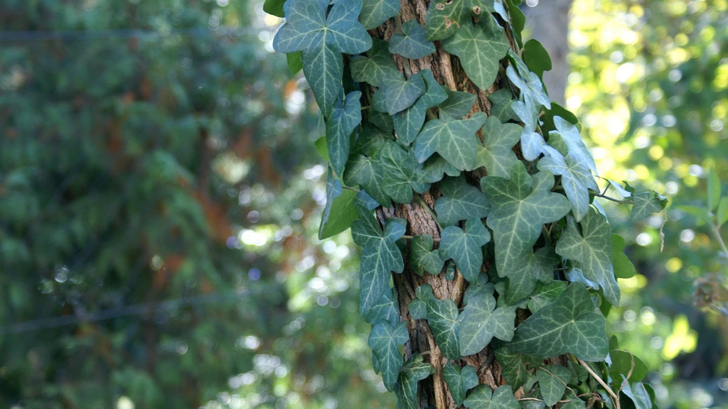 Common or English ivy (Hedera helix) clinging to an Acacia