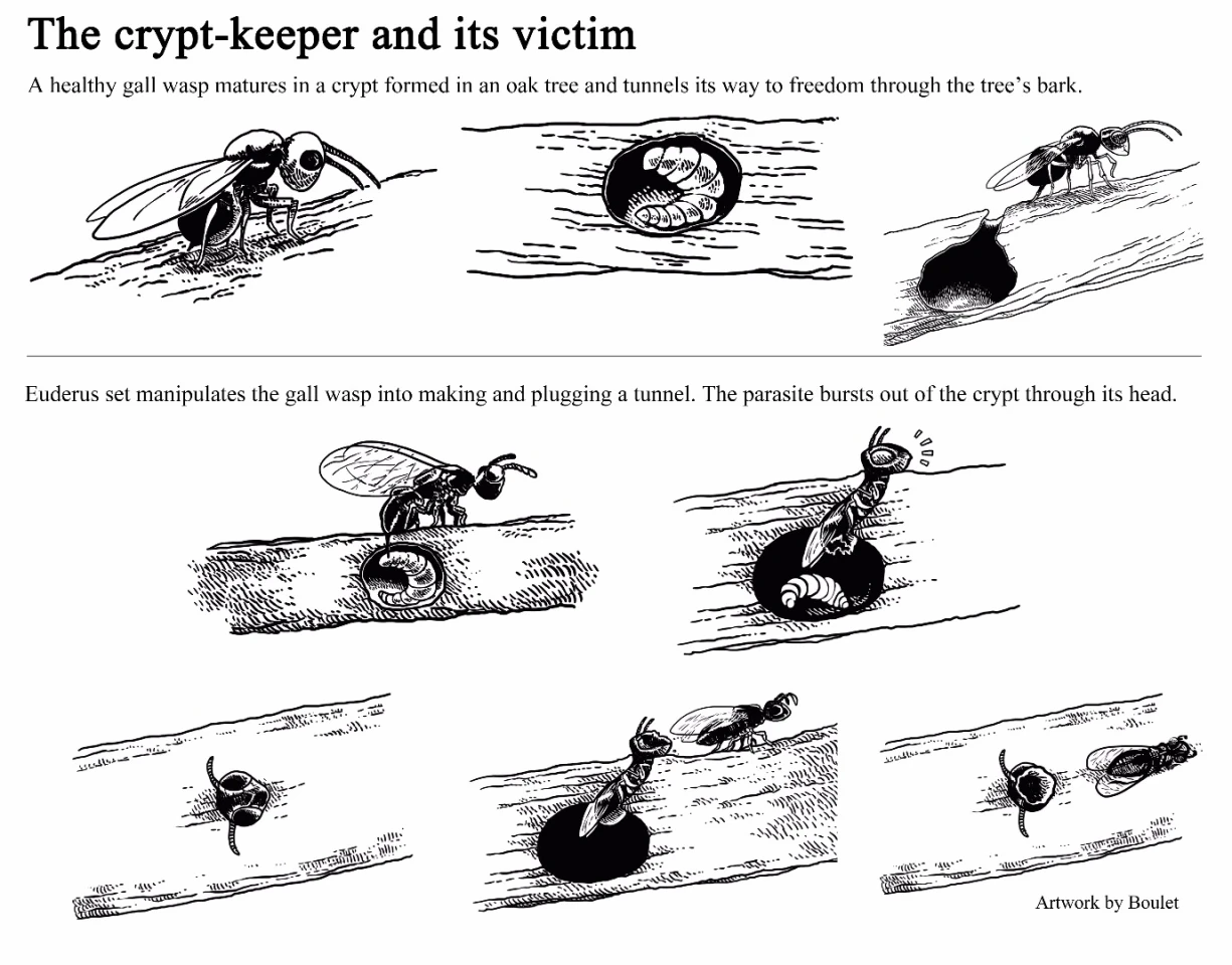 The scientists are a little unclear on how the crypt-keeper wasp is able to manipulate the host's behavior, but they do know that it does so