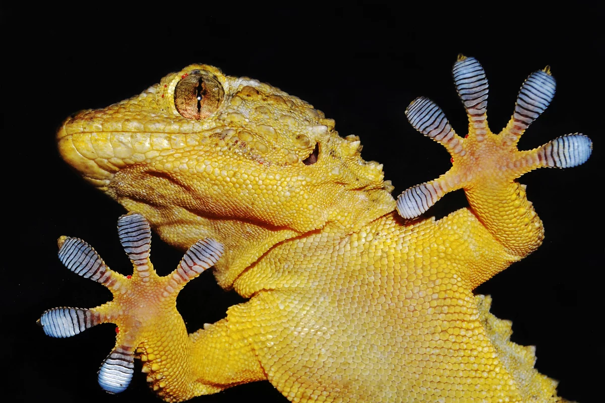 A gecko shows off its uniquely-sticky feet (Photo: Shutterstock)