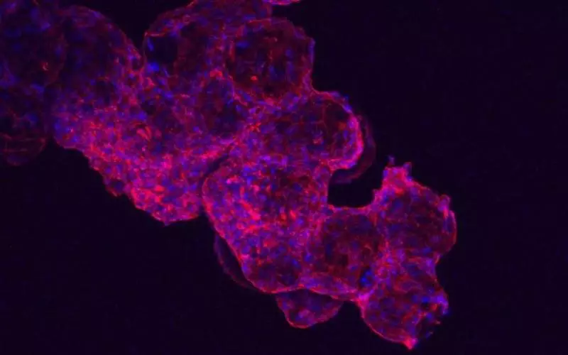 Stem cells growing on the surface of the microspheres