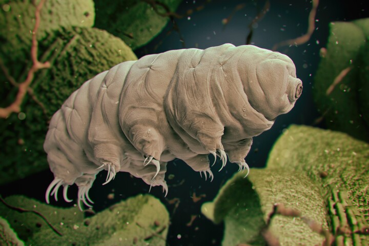Proteins from the microscopic tardigrade could help shield humans cells from damaging stressors