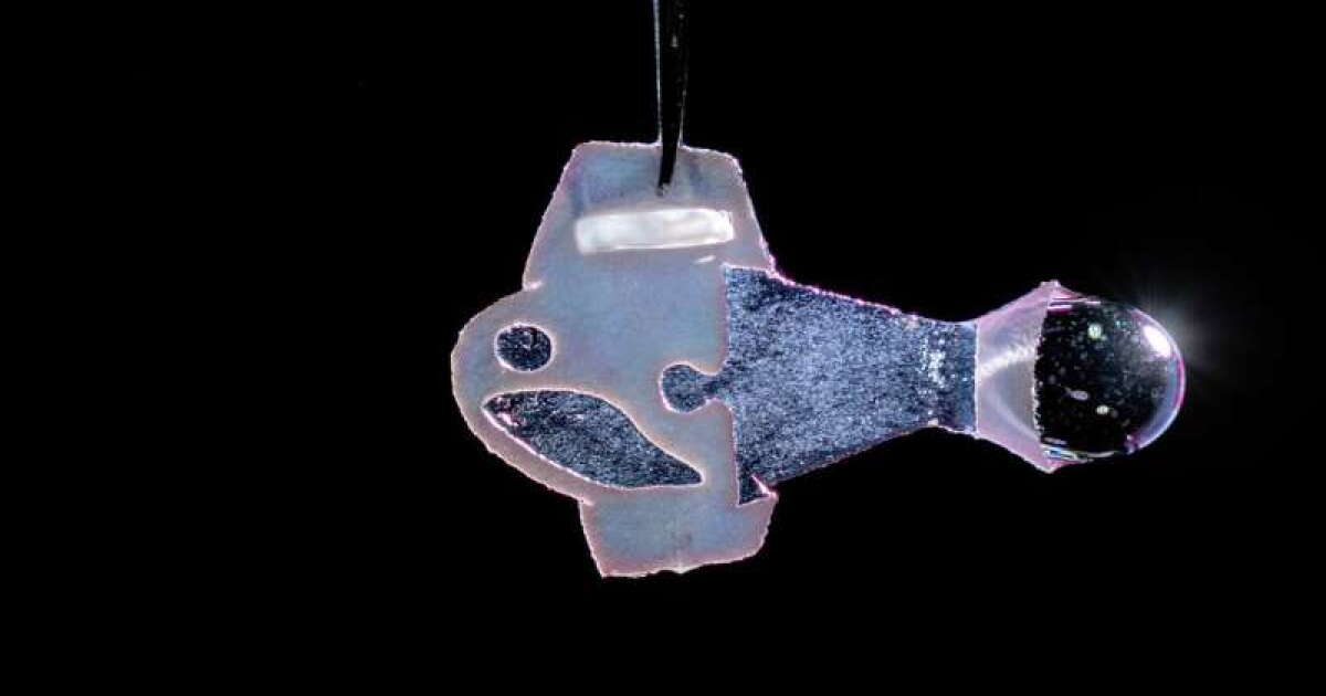 Biohybrid fish powered by beating human coronary heart cells swims for 100 days Biohybrid fish powered by beating human coronary heart cells swims for 100 days