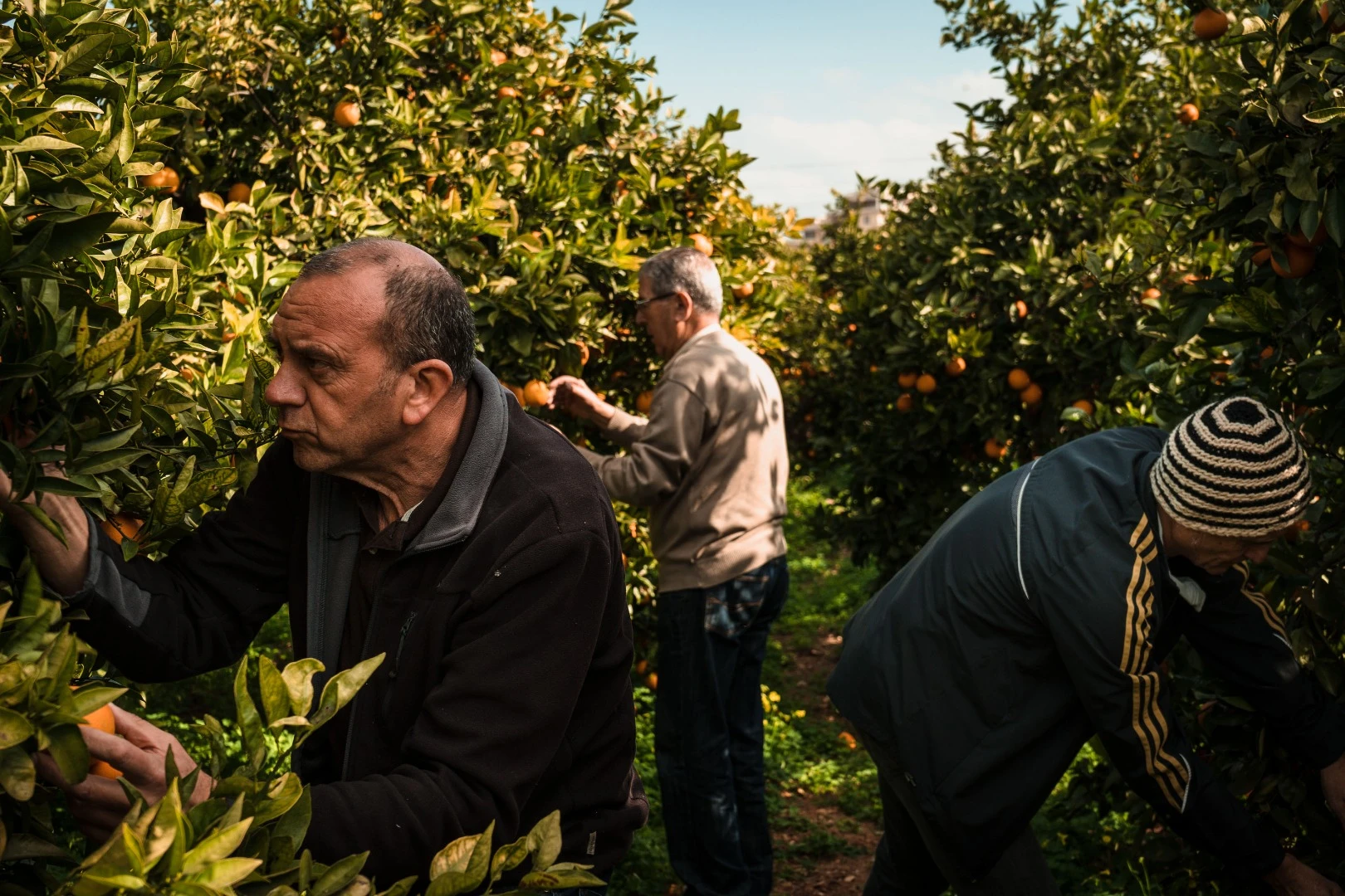 Three people picking oranges in the field of one of them