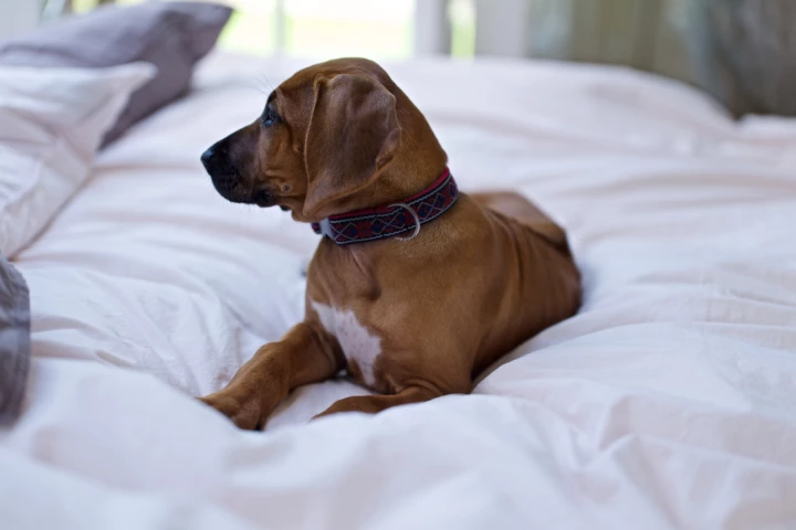 Dogs love Nordifakt's Christianshavn bedding too
