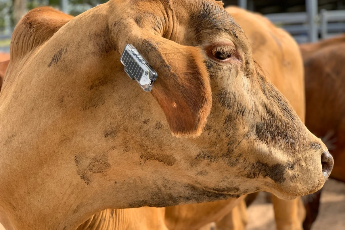 Plans call for the Ceres Tag to be made smaller and lighter, and to also incorporate a body-temperature sensor