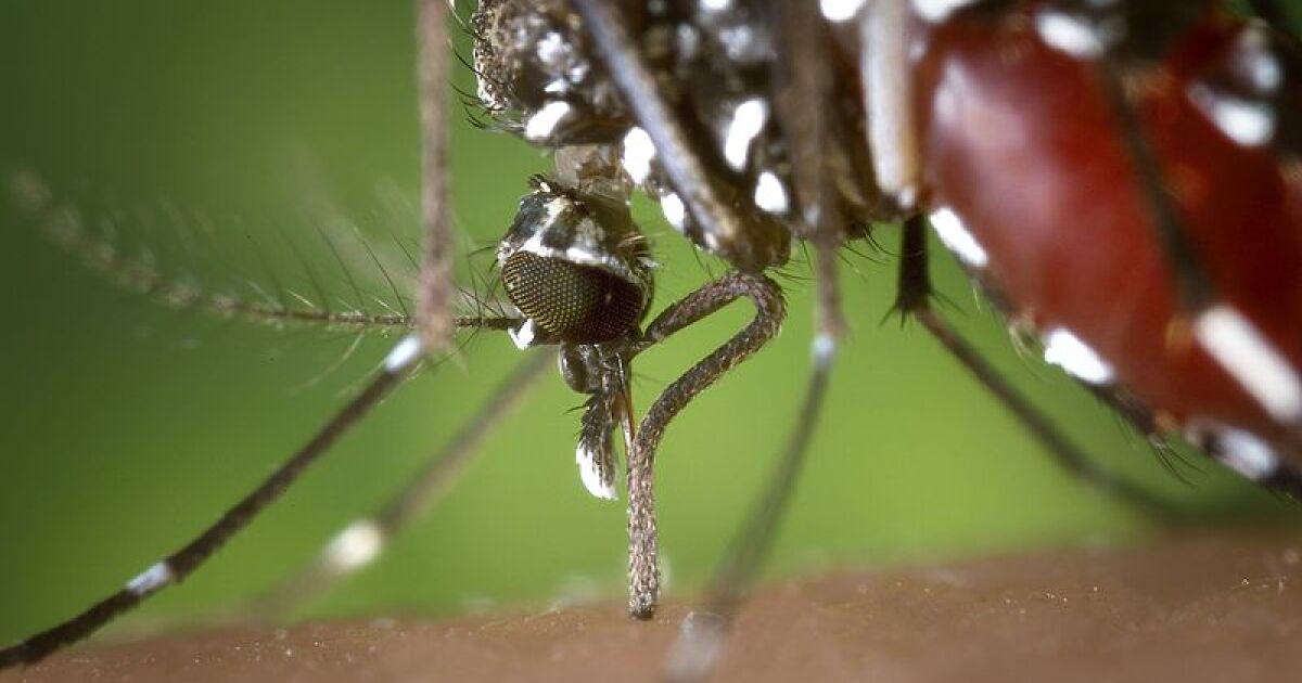 Mosquito inspires nearpainless hypodermic needle