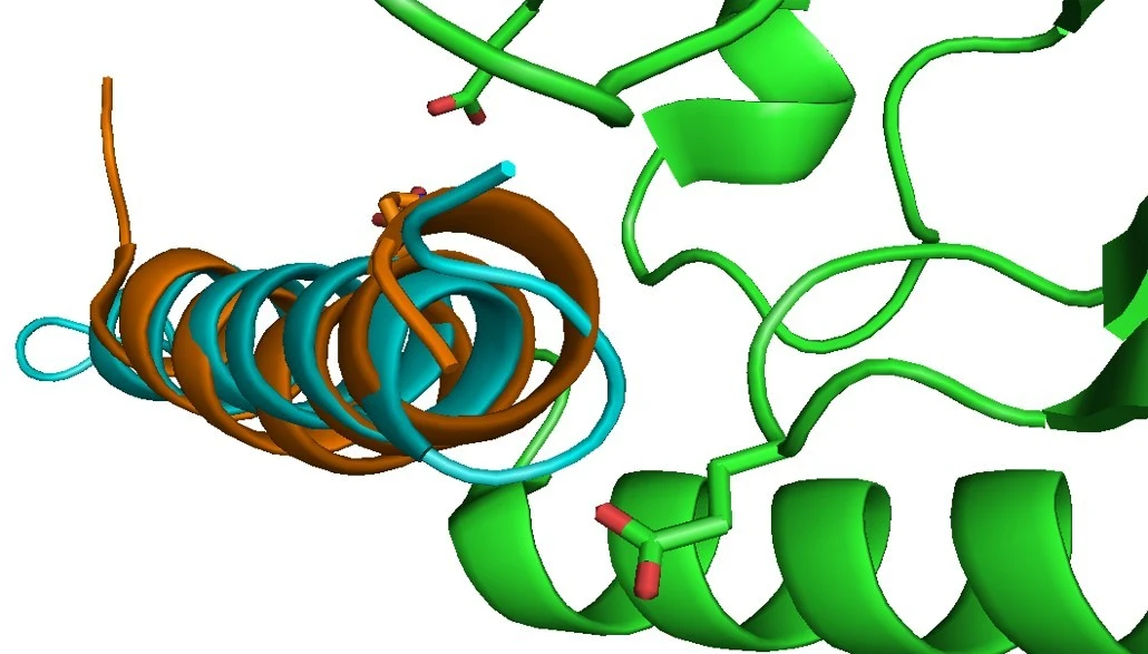A single molecule made by combining three hormones has been found to effectively cure obesity and adult-onset diabetes in rodents