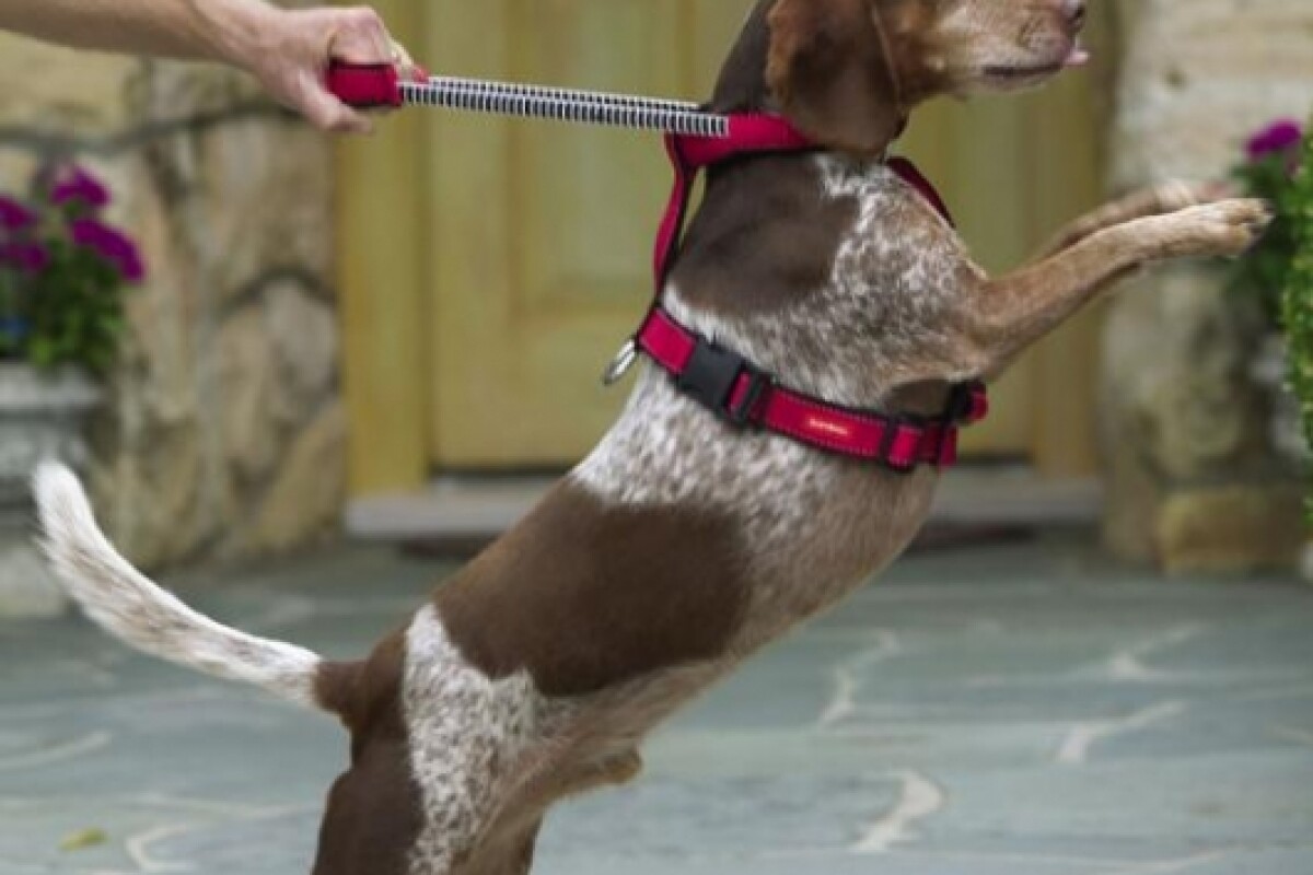 Integrated Dog Collar, Harness & Leash (and seat belt latch)