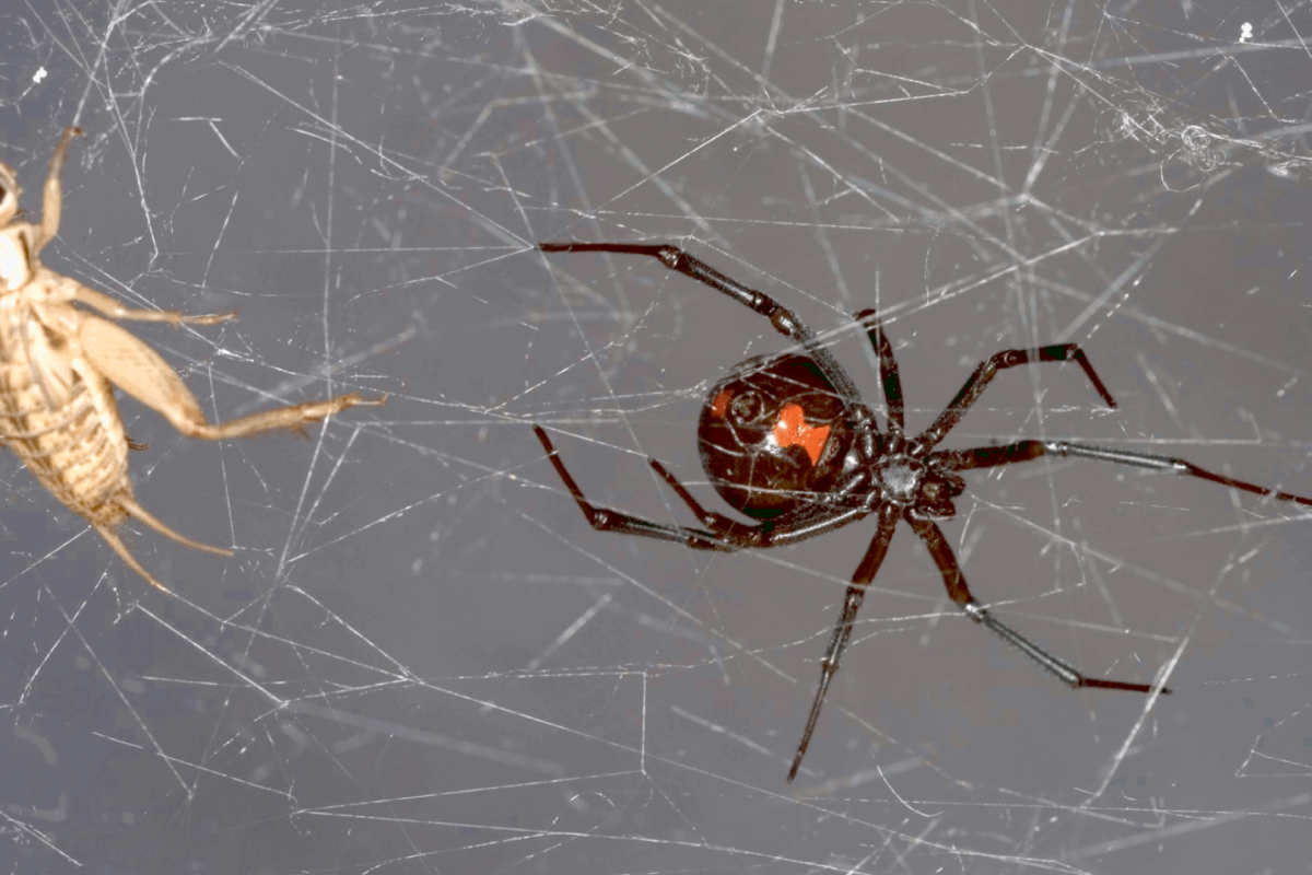 приметы паук на кровати утром