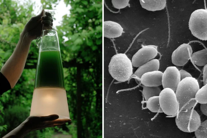 Mike Thompson's algae powered lamp