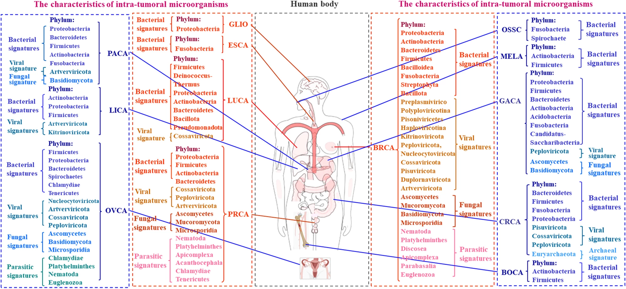 Intra-tumoral microbiota in different human cancers