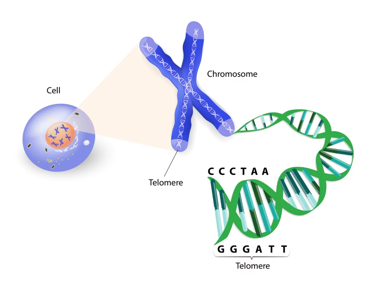 Telomeres are short, repeating sections of DNA at the ends of chromosomes, which help protect important information from being lost during cell division