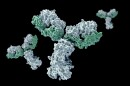A new treatment could help prevent the immune system from developing antibodies (like those pictured) against helpful drugs