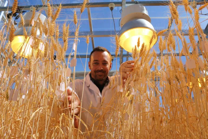 The speed breeding technique was developed by scientists at the University of Sydney, the University of Queensland (UQ) and the John Innes Centre