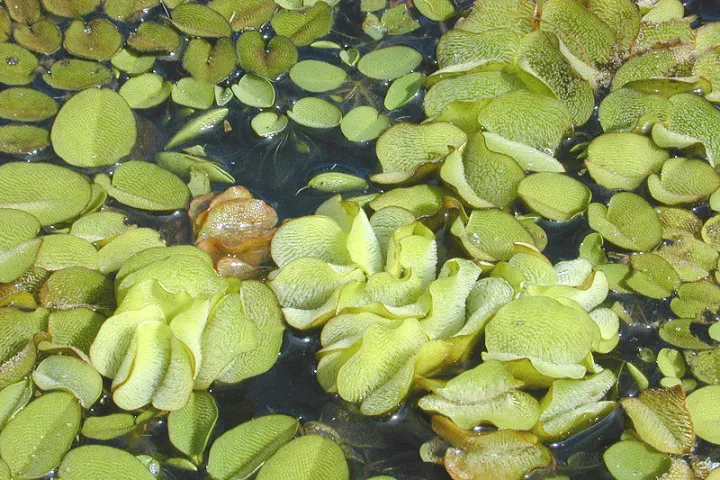 A plastic material inspired by the leaves of the aquatic weed Salvinia molesta may lead to a coating that makes ships more buoyant and hydrodynamic (Photo: Eric Guinther)