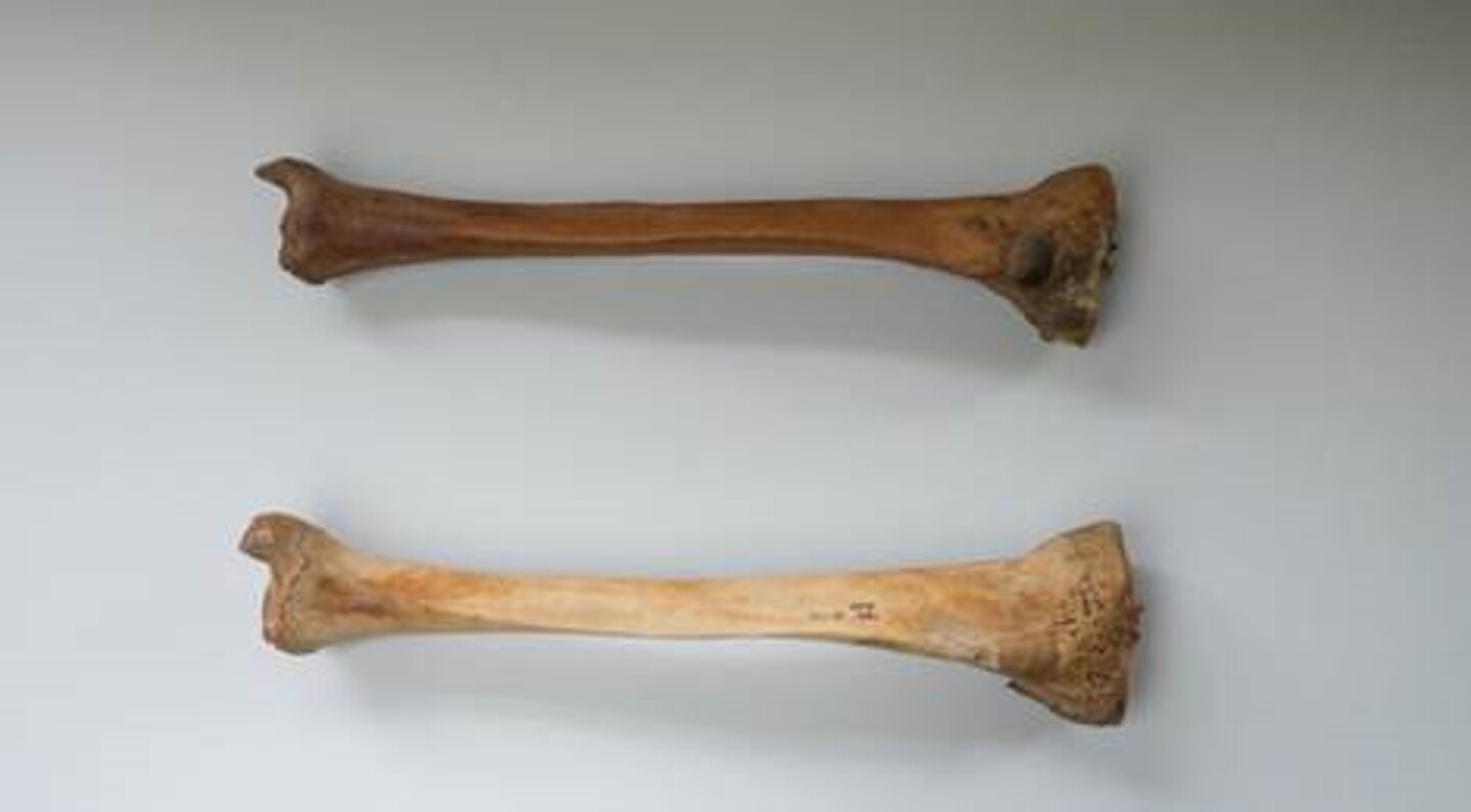 Two bones from the Mary Rose with the top specimen displaying signs of rickets