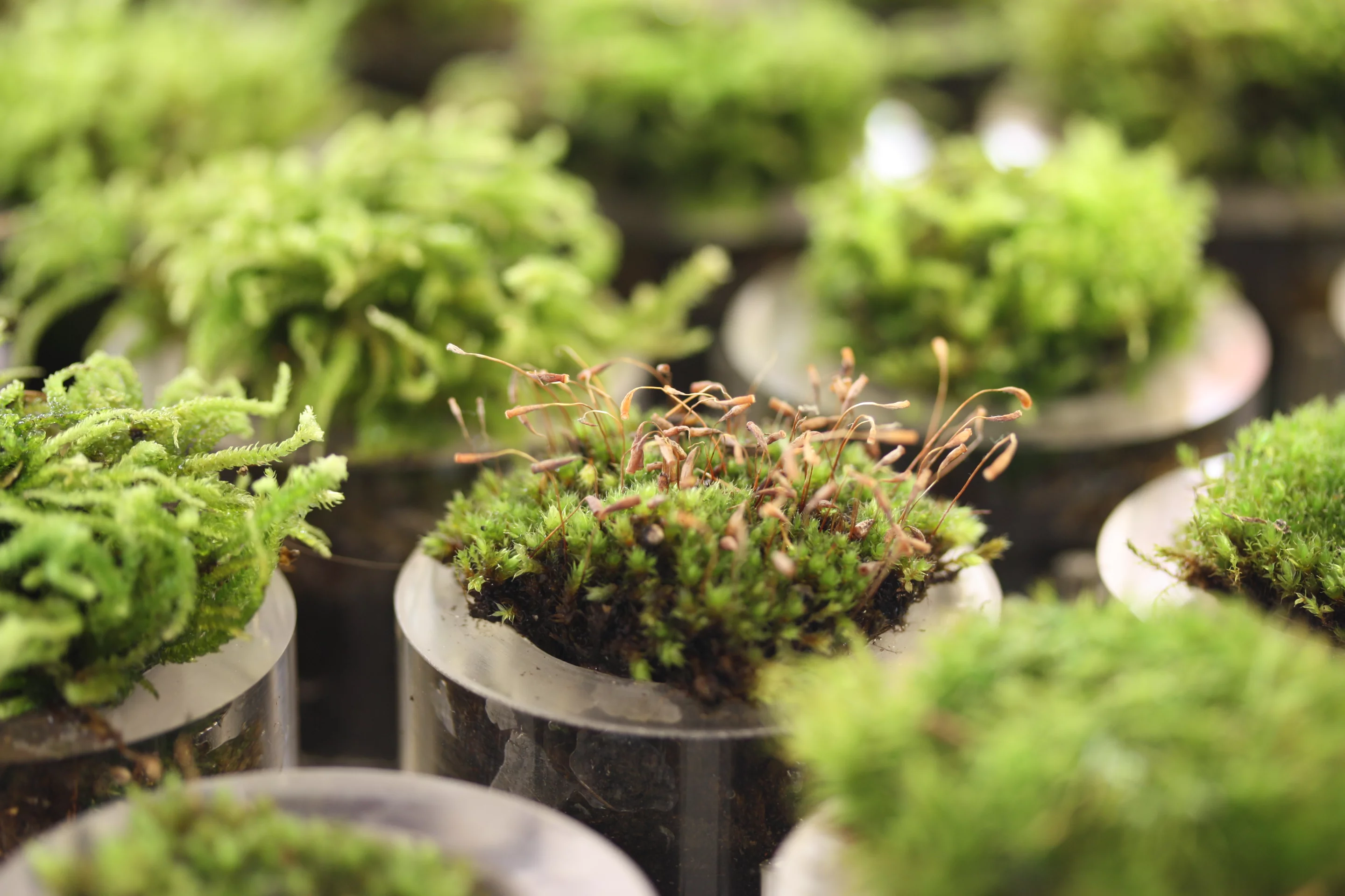 Close-up of the moss pots that go into the Moss Table
