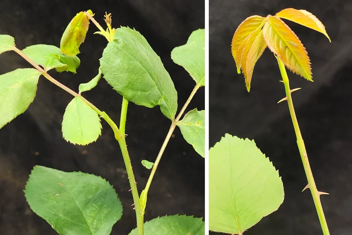 One of the almost-thornless roses (left) alongside an unmodified plant