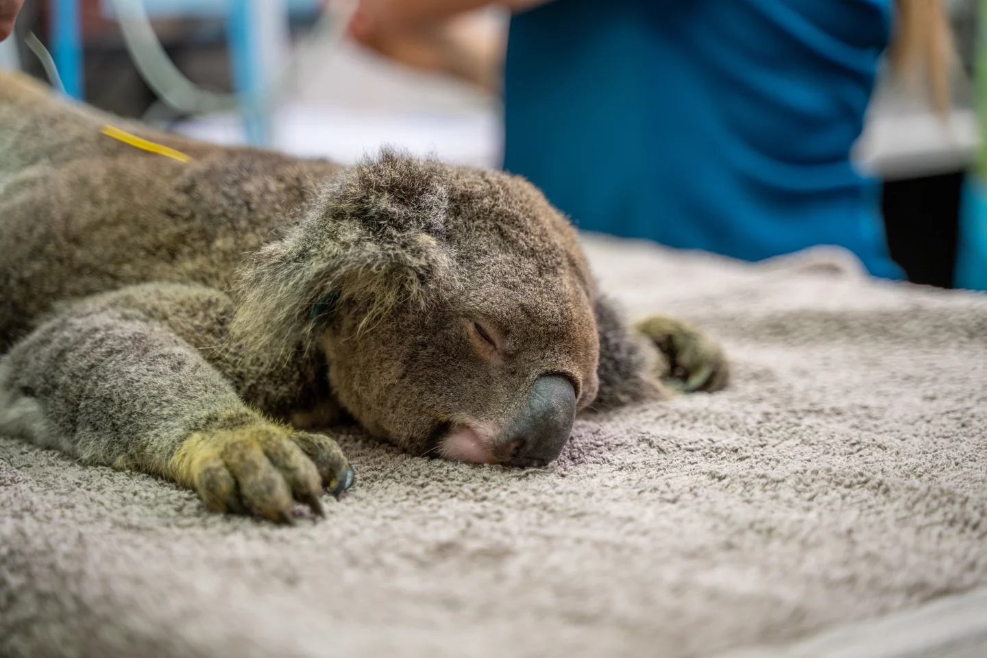 A koala undergoing a medical examination. In some populations, up to 90% of individuals have chlamydia infections
