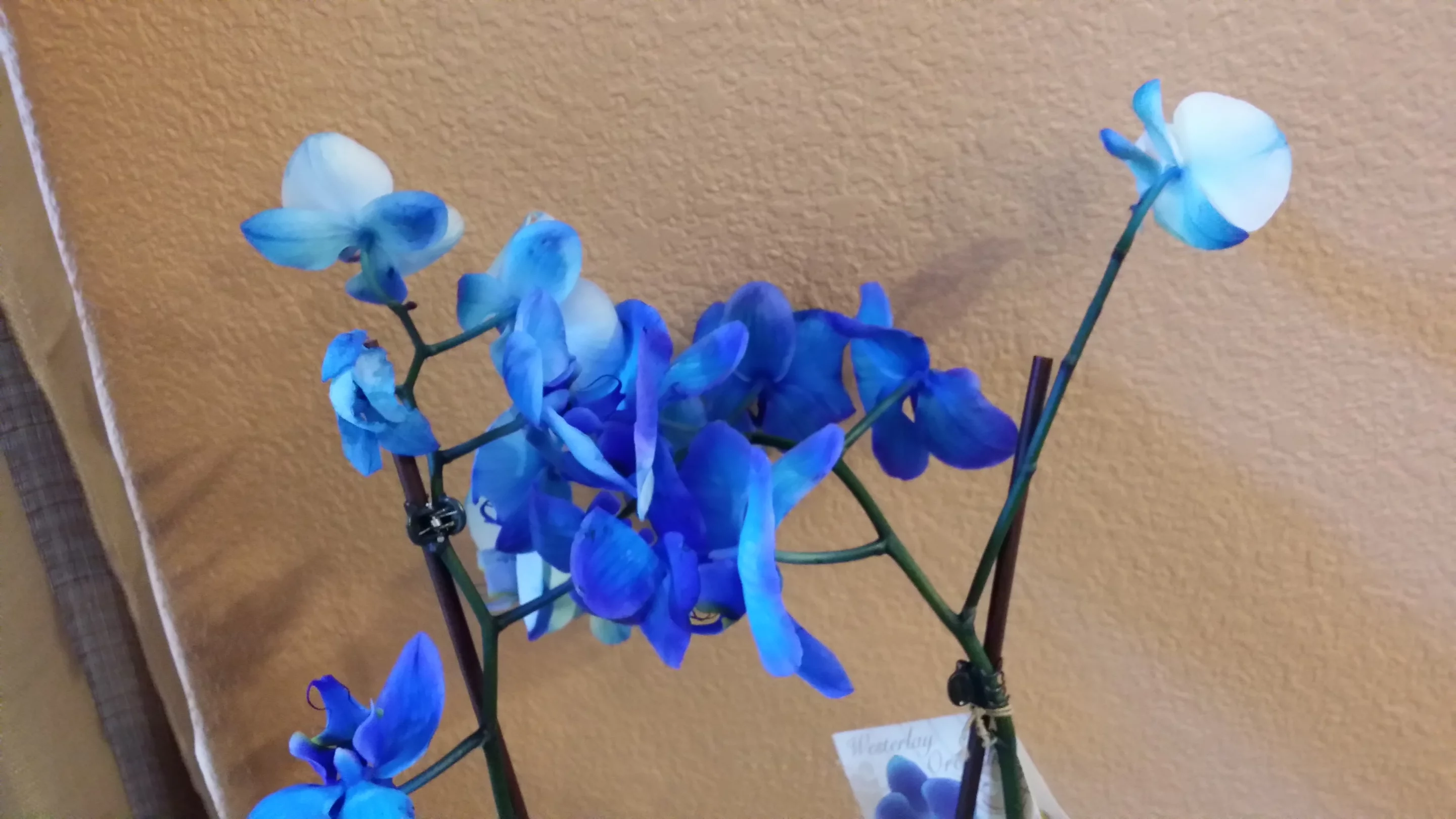 This was actually taken indoors, in medium lighting, with the camera's low-light stabilization feature enabled