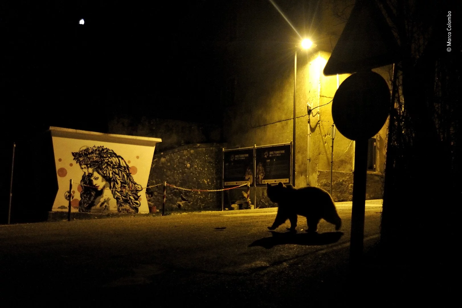 Crossing Paths by Marco Colombo, Italy. Winner 2018, Category: Urban Wildlife. A village in the Abruzzo, Lazio. Most Marsican brown bears – an isolated, unaggressive and critically endangered subspecies – stay well away from humans. A few individuals, though, venture into villages to raid vegetable gardens and orchards, especially in the run-up to winter hibernation, when they need to lay down fat