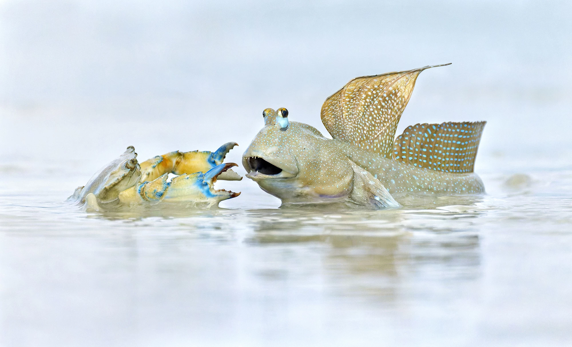 'Neighbourhood Dispute', Australia