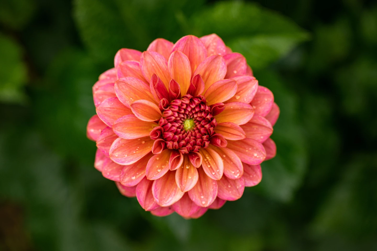 An extract made from dahlia petals was found to stabilize blood sugar levels