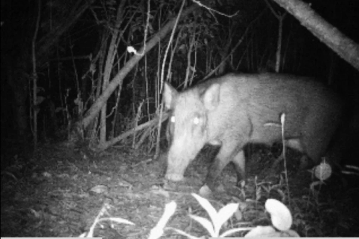 Instant Wild is a conservation app that sends photos of wild animals to users' iPhones, as those animals trigger camera traps in the wild