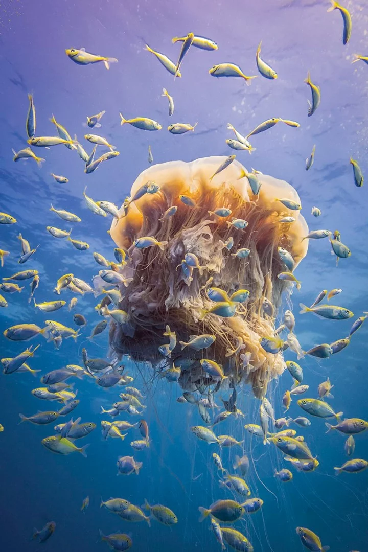 Honorable mention. A jellyfish appropriately named Lion's mane jellyfish