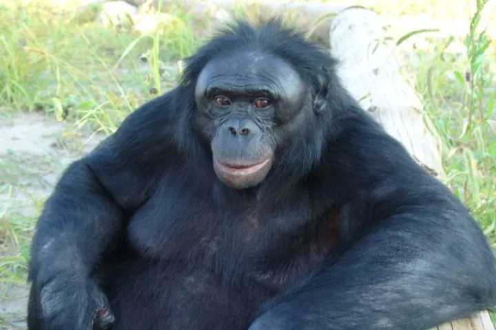 Bonobo Chat is a proposed app, that would allow humans to communicate with bonobos such as Kanzi