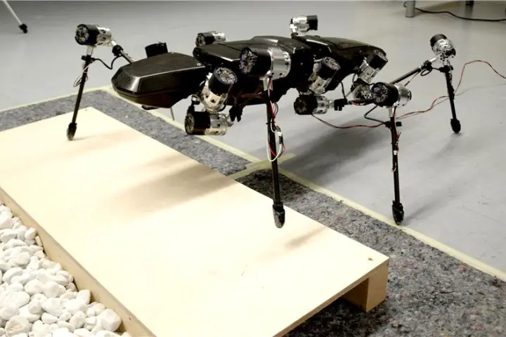 Hector the stick insect-inspired robot traversing an obstacle course (Photo: Bielefeld University)