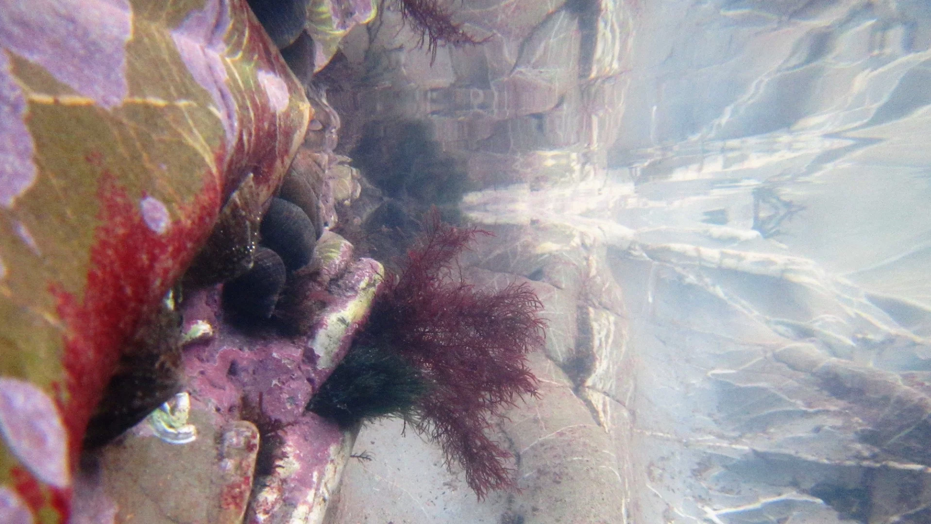 Commended, Category - British Waters Compact. Rock Pool Reflections - Low Tide