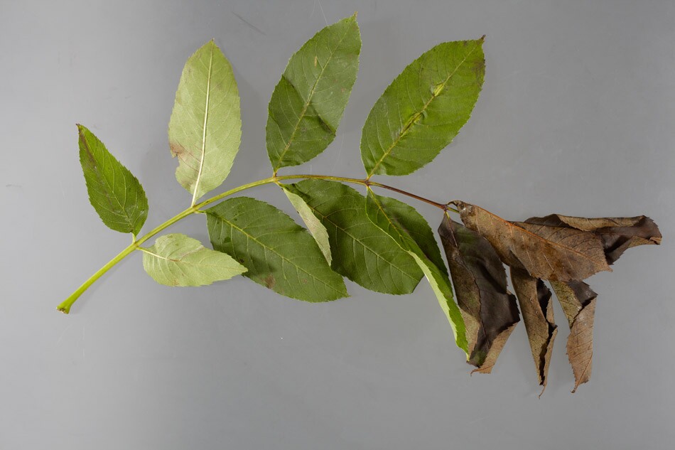 Effects of ash dieback (Photo: Food and Environment Research Agency)