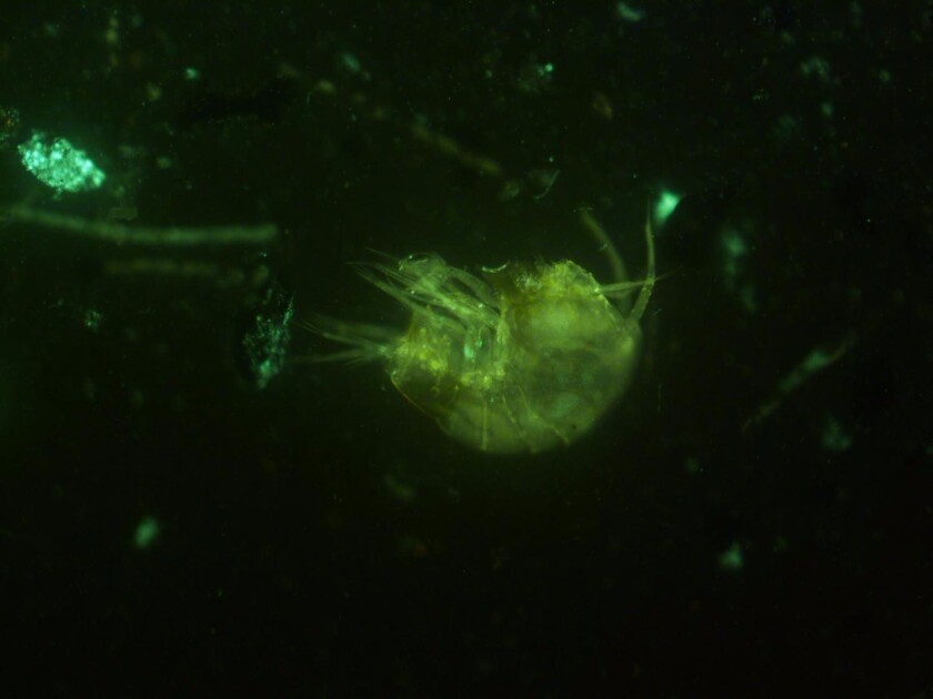 A tiny crustacean found embedded in one of the bacteria's filament strands