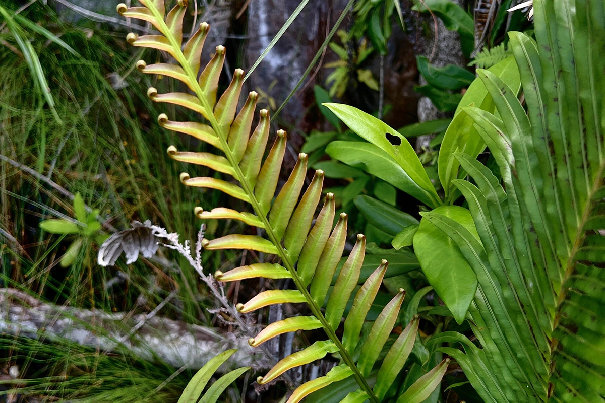 Common fern found gathering rare earth metals out of the ground