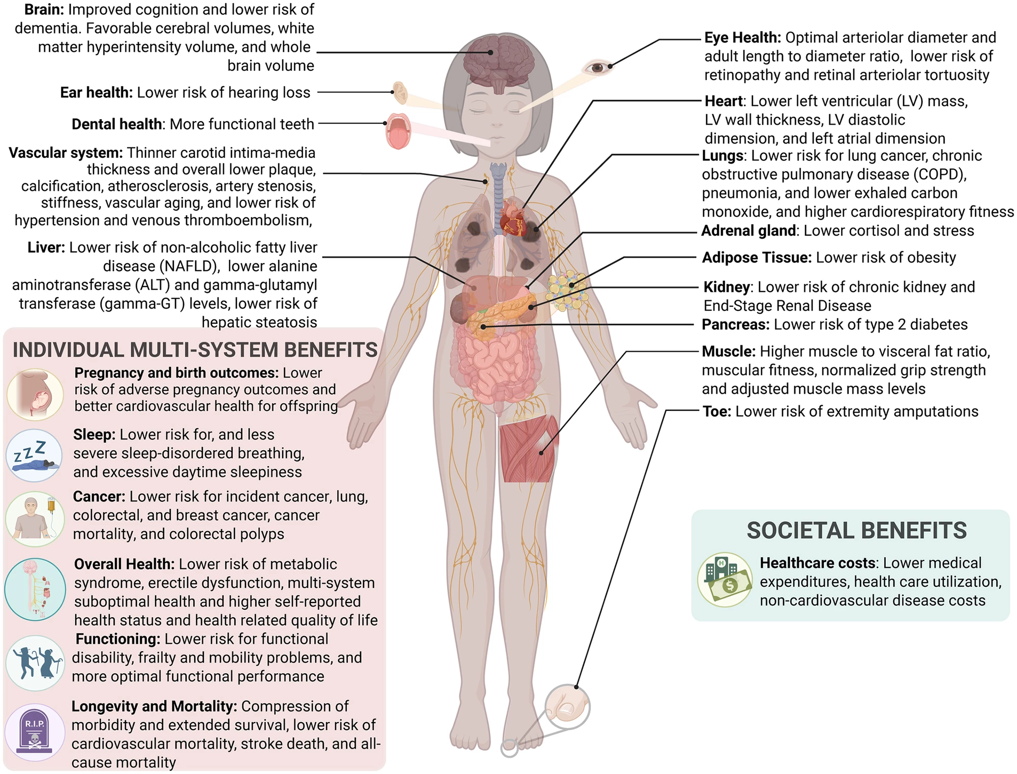 Optimal cardiovascular health provides benefits to all of these organs and bodily functions