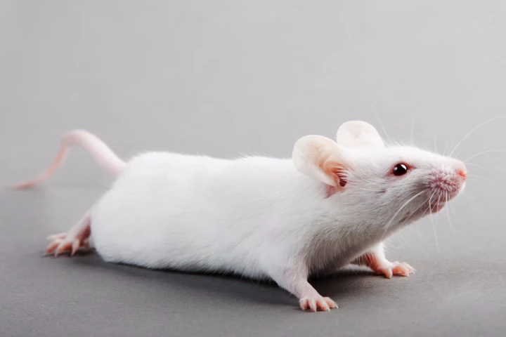 The inhibition in activity of an enzyme called PDE4B, which is also found in humans, has been found to boost intelligence in mice