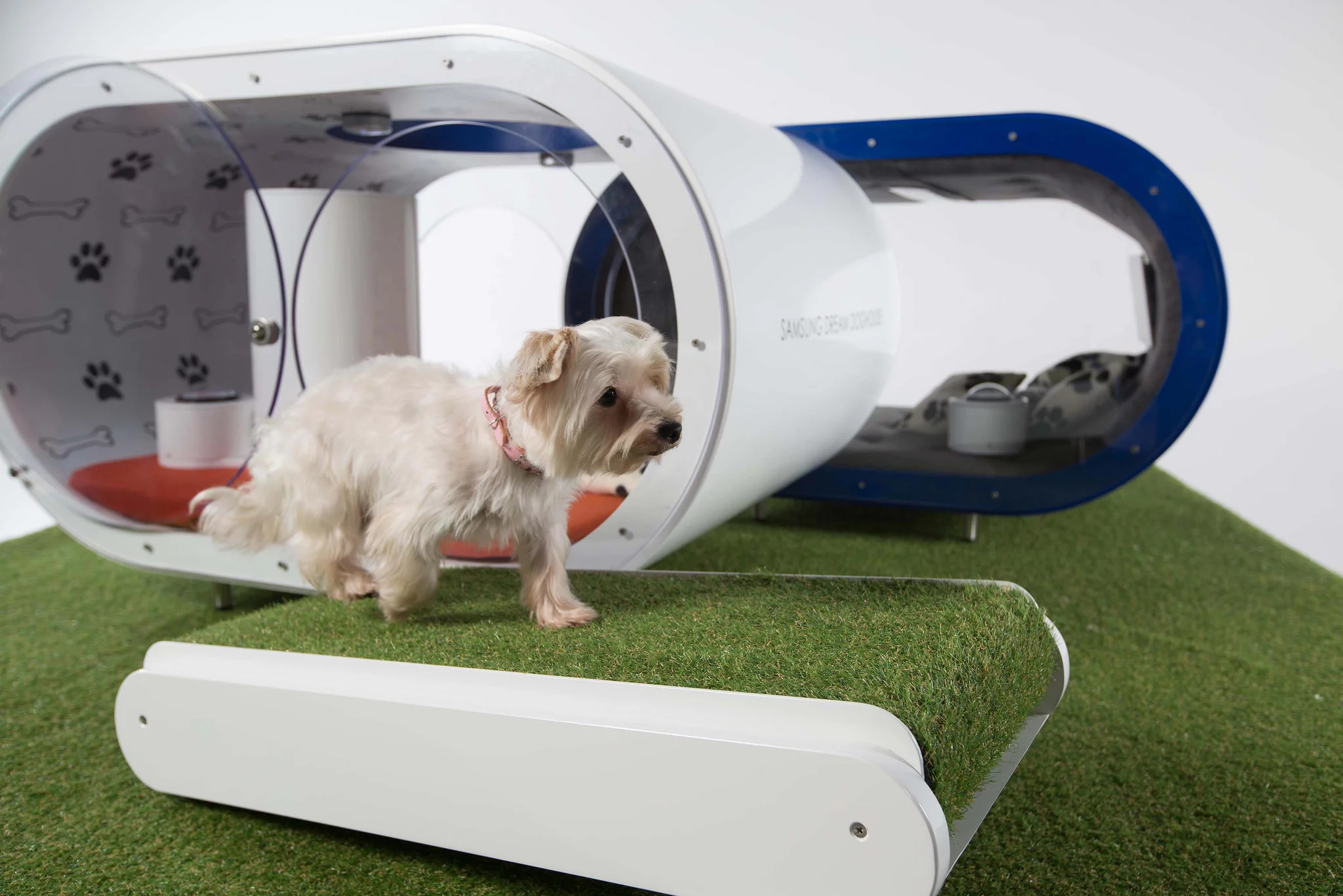 An astro-turfed treadmill to keep the dog in shape