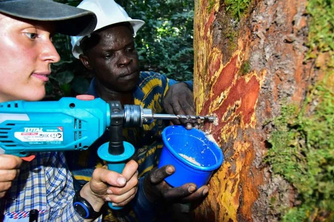 Researchers collect a wood sample from one of the trees